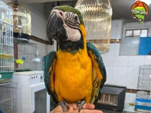 کلینیک دامپزشکی صحرا