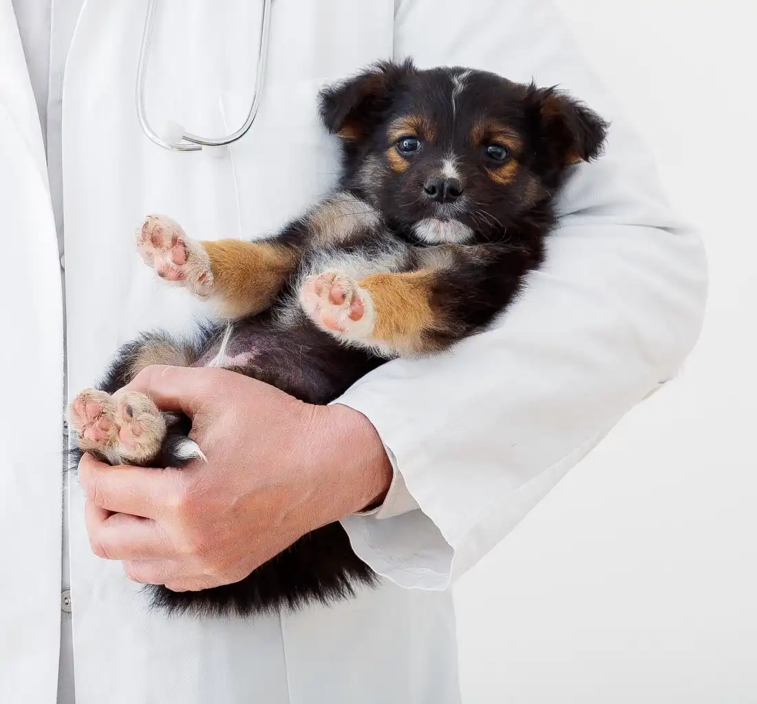 کلینیک دامپزشکی پویاپت